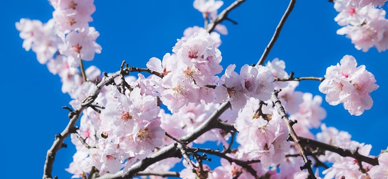 Cherry trees have not bloomed for a very long time in Japan, which is a bad sign, say researchers