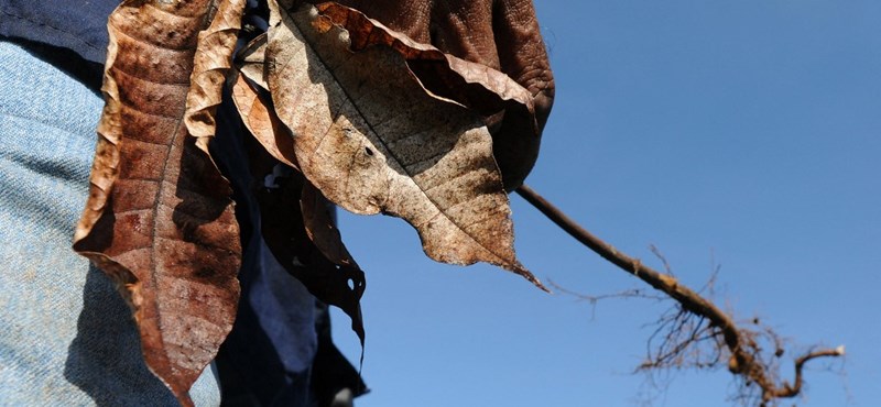 El cacao y la pasta casi podrían volverse más caros, y es poco probable que la situación mejore