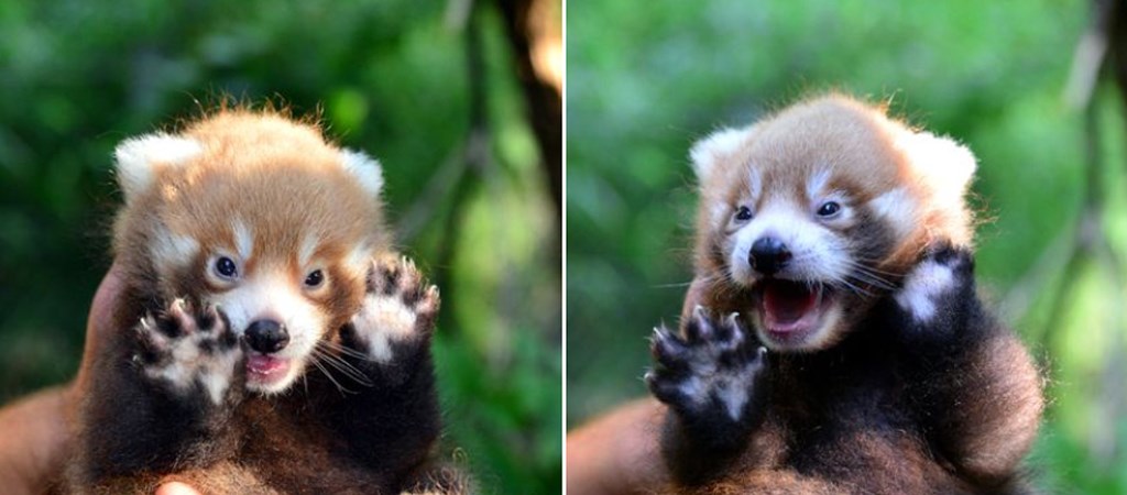 Elet Stilus Hihetetlenul Aranyos Kepek Keszultek Az Orszag Legkisebb Pandajarol Hvg Hu