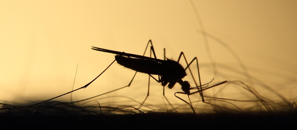van-e látása a szúnyogoknak látás 5 0 mit jelent