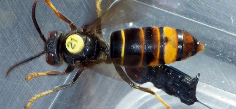 Scientist scientists sniffed out the first known American wasp nest - photos