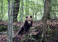 Fejszével ütötte agyon a feleségére támadó medvét a román férfi