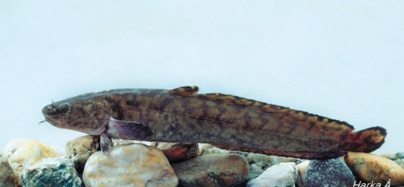 Once an extinct fish was resettled in Lake Balaton