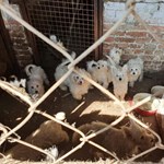 Their dogs were silenced by the animal torturer in Karcag to prevent their neighbors from reporting