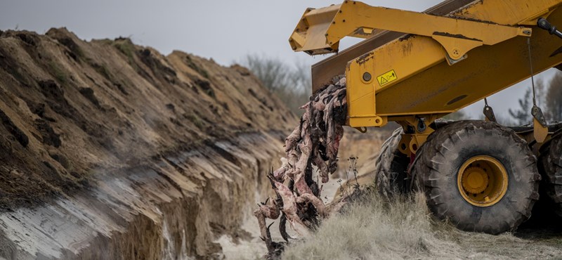 They want to exhume coronavirus mink buried in a mass grave in Denmark