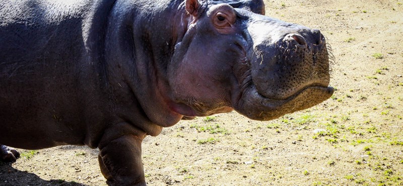 Comenzó la esterilización de los hipopótamos de Escobar